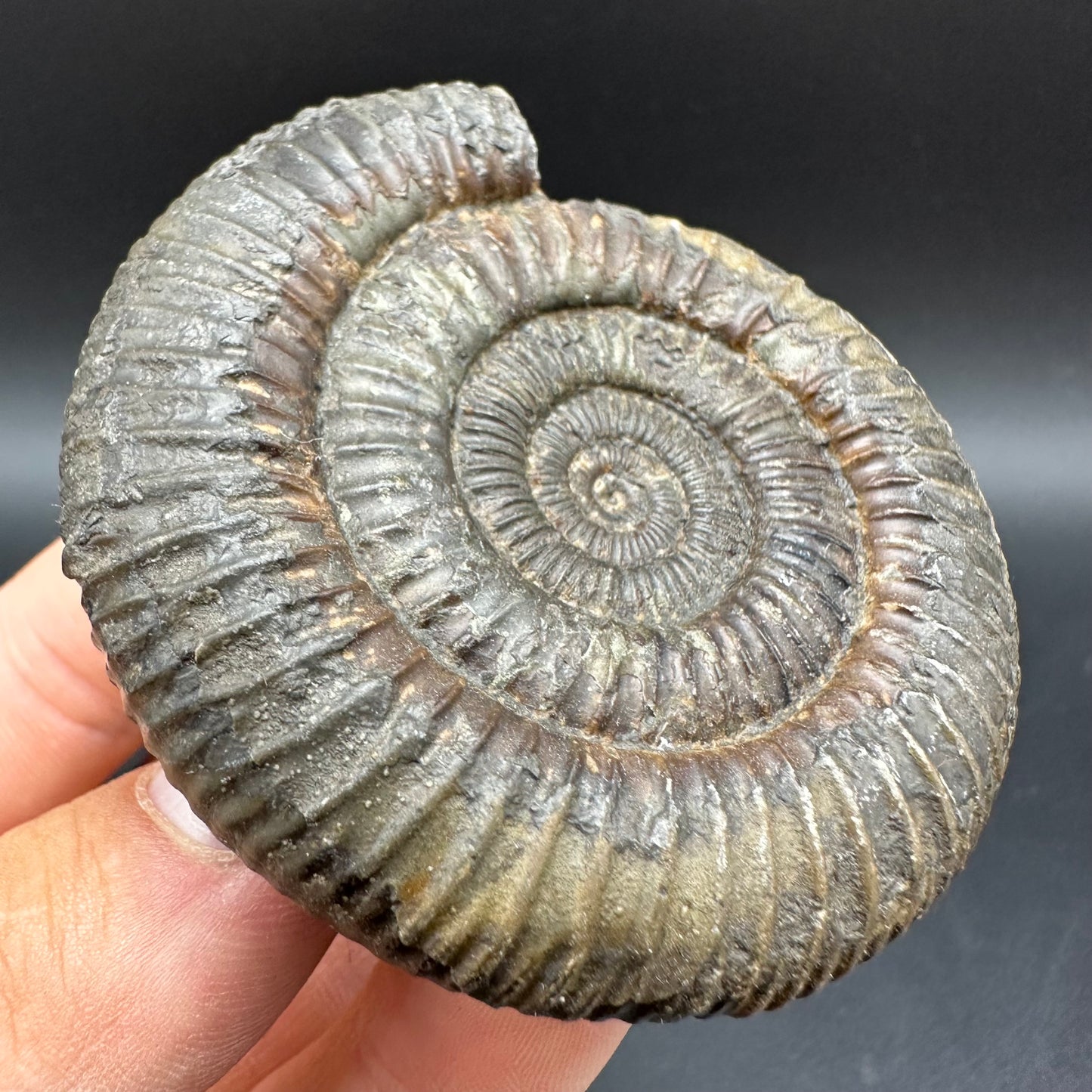Dactylioceras Ammonite Fossil With Box And Stand - Whitby, North Yorkshire Jurassic Coast Yorkshire Fossils