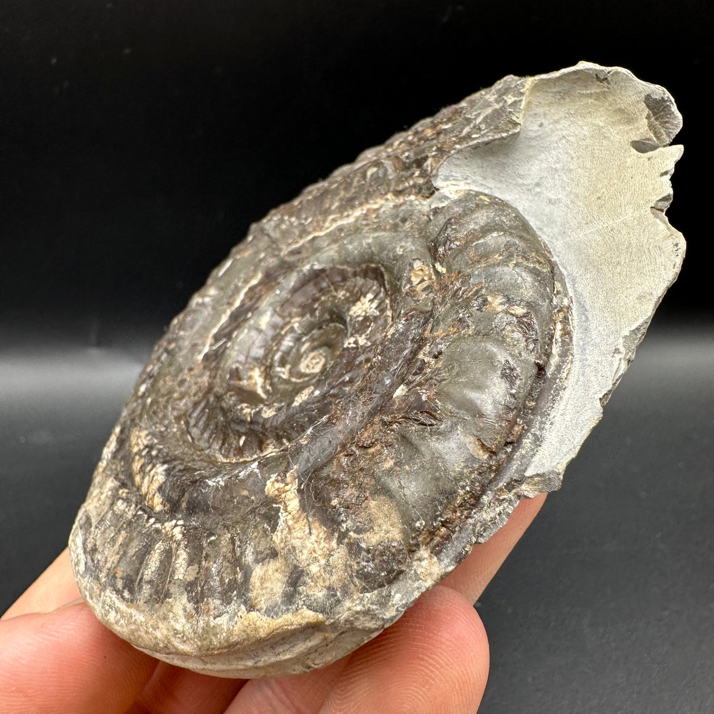 Hildoceras lusitanicum Ammonite fossil with box and stand - Whitby, North Yorkshire, Jurassic Coast, Yorkshire Fossils from the Jurassic Coast