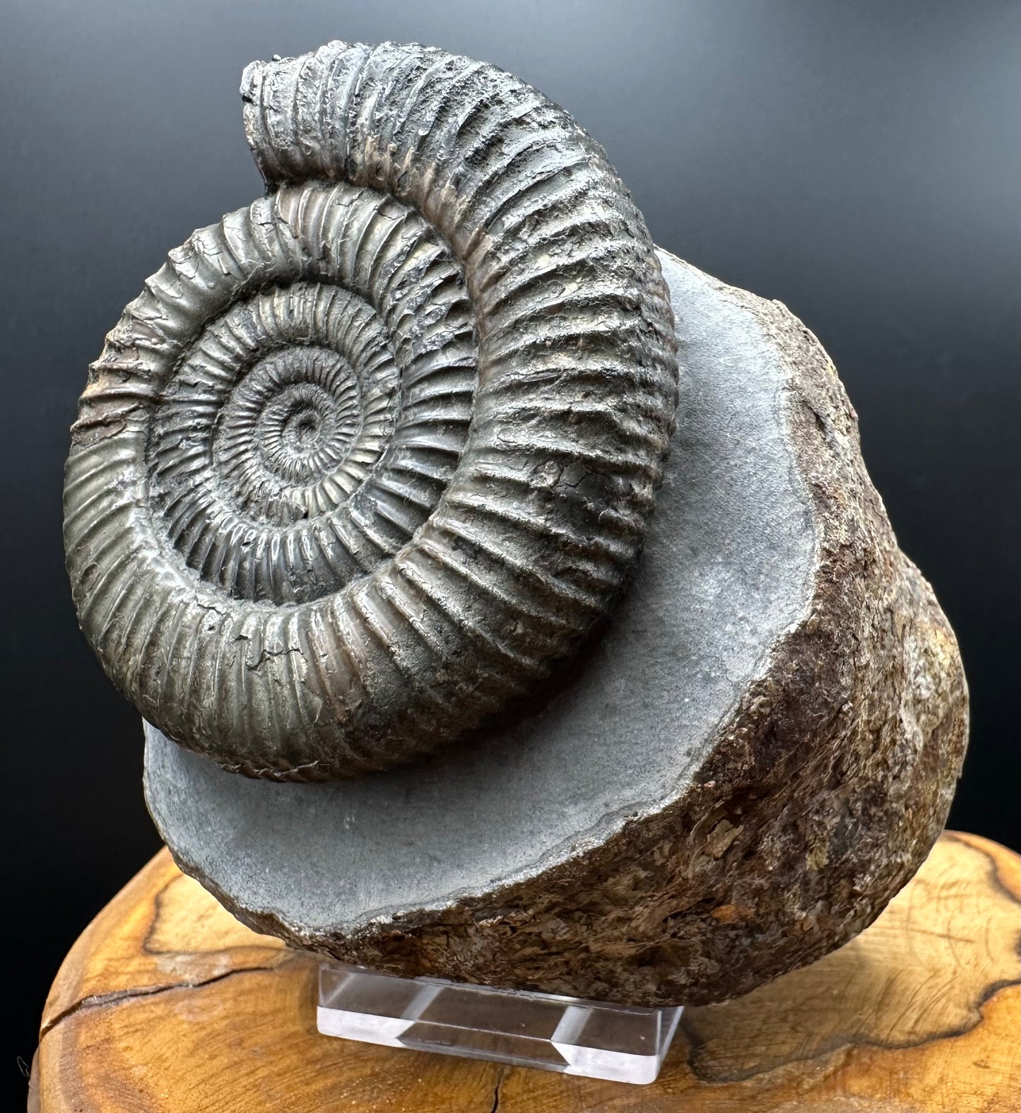 Dactylioceras Ammonite Fossil With box and Stand - Whitby, North Yorkshire Jurassic Coast Yorkshire Fossils