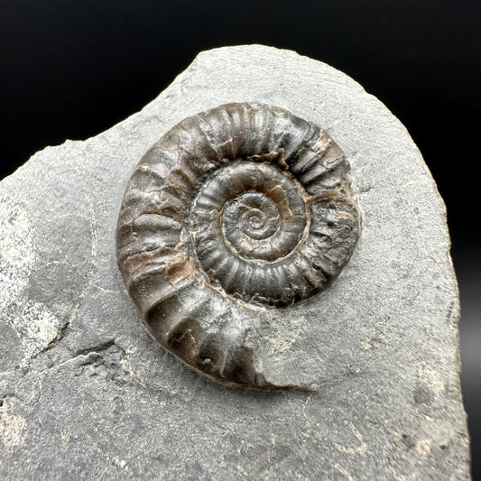 Arnioceras ammonite shell fossil with box and stand - Whitby, North Yorkshire Jurassic Coast Yorkshire Fossils
