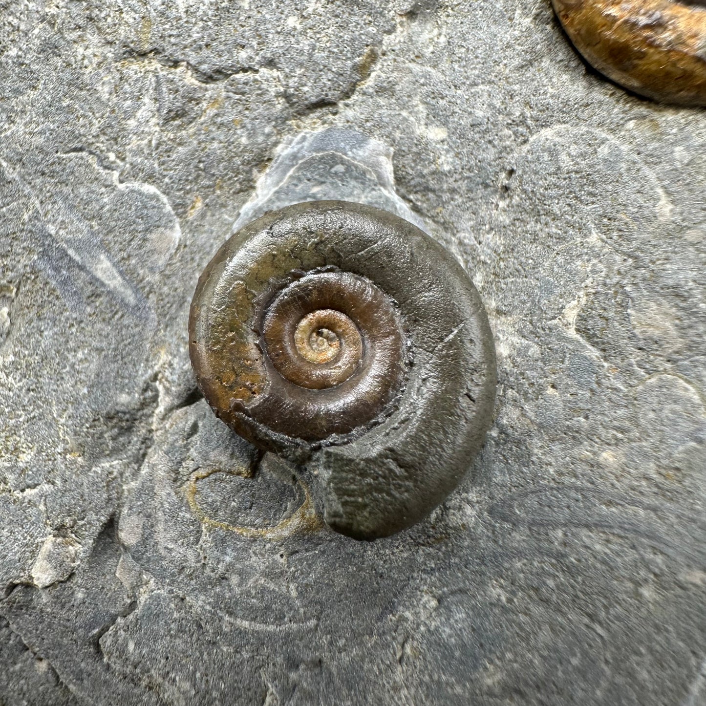 Arnioceras ammonite shell fossil with stand - Whitby, North Yorkshire Jurassic Coast Yorkshire Fossils