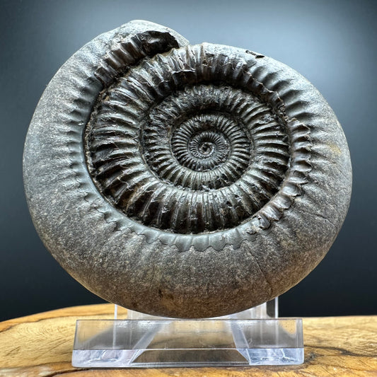 Dactylioceras Ammonite Fossil With box and Stand - Whitby, North Yorkshire Jurassic Coast Yorkshire Fossils