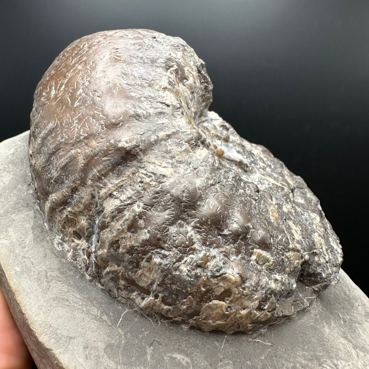 Liparoceras ammonite fossil stand - Whitby, North Yorkshire Jurassic Coast Yorkshire Fossils