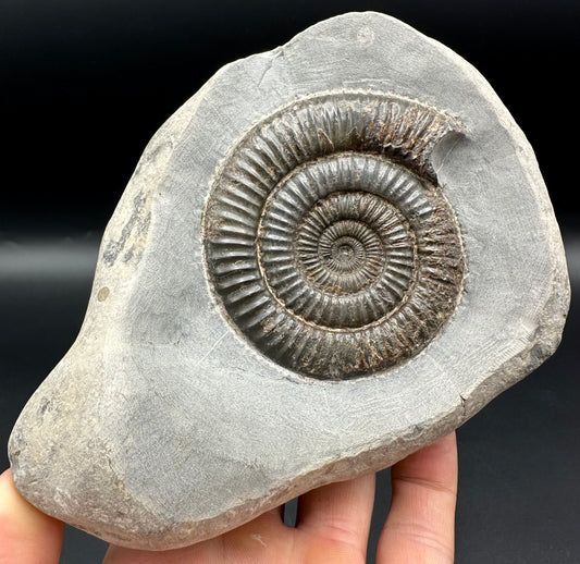 Dactylioceras Ammonite Fossil - Whitby, North Yorkshire Jurassic Coast Yorkshire Fossils