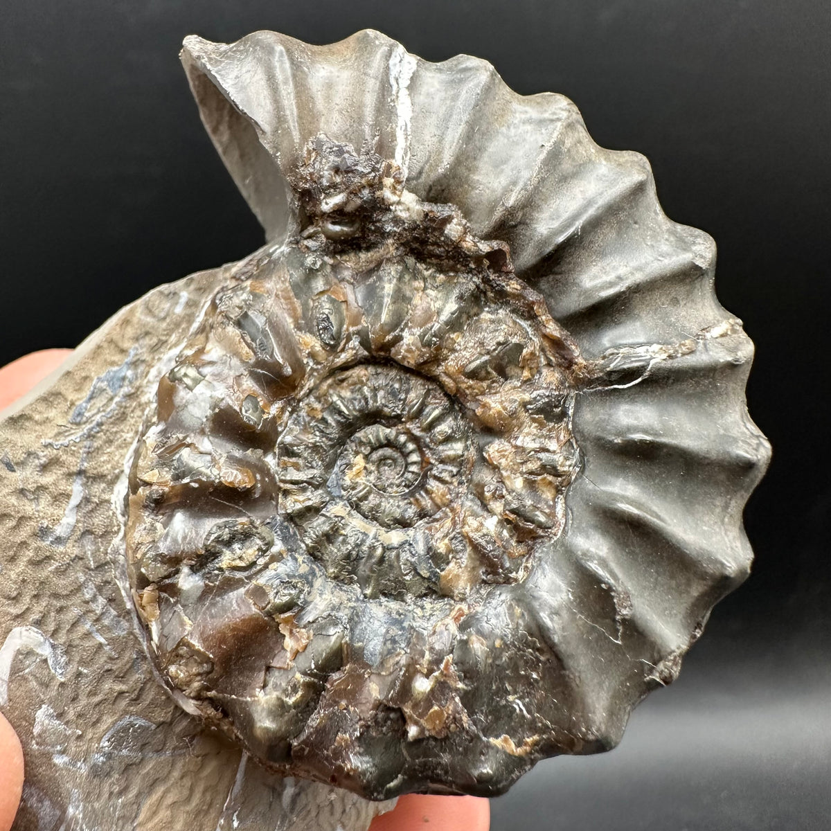 Pleuroceras paucicostatum ammonite fossil with box and stand - Whitby, North Yorkshire Jurassic Coast Yorkshire Fossils