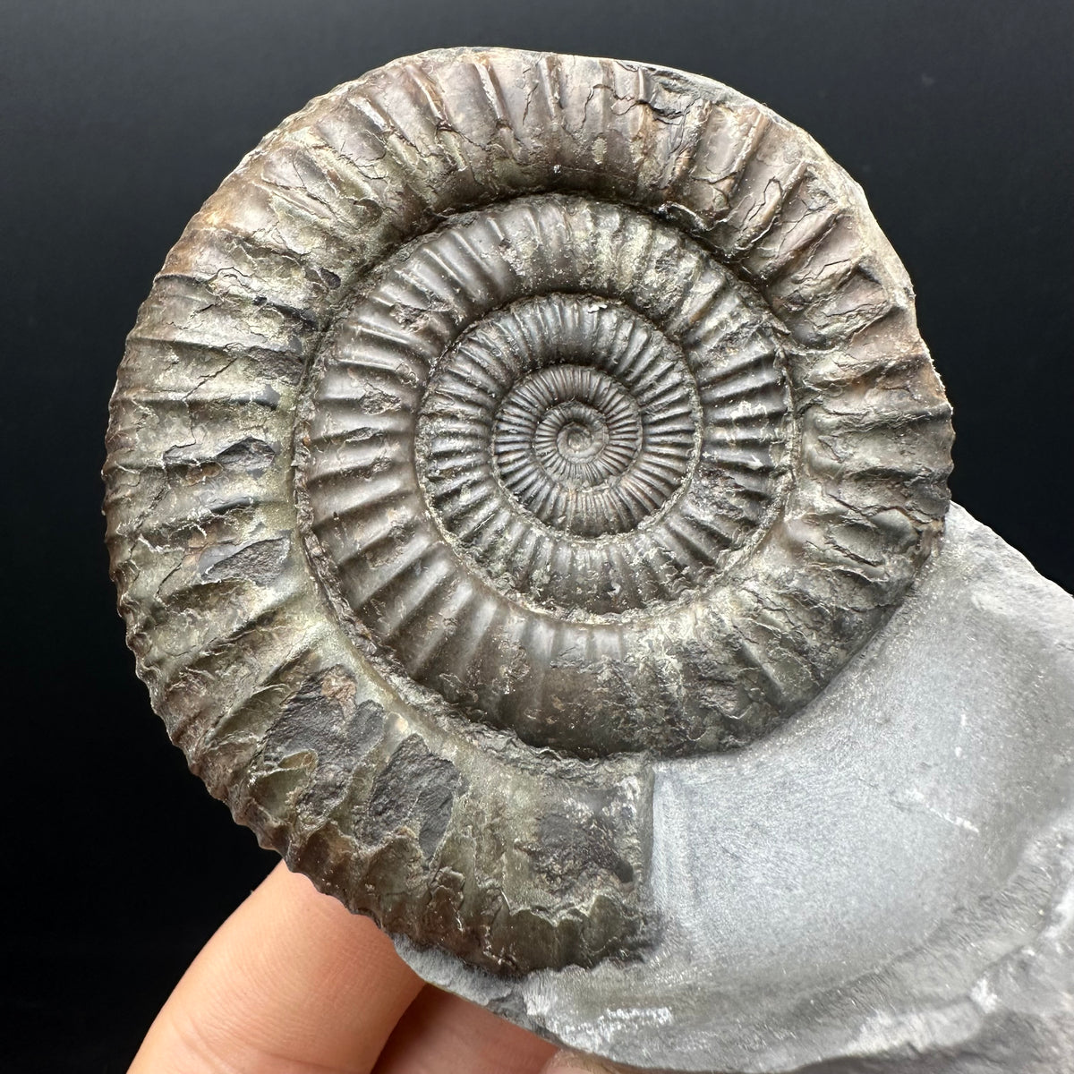 Dactylioceras Ammonite nodule (split pair) Fossil With Box And Stand - Whitby, North Yorkshire Jurassic Coast Yorkshire Fossils