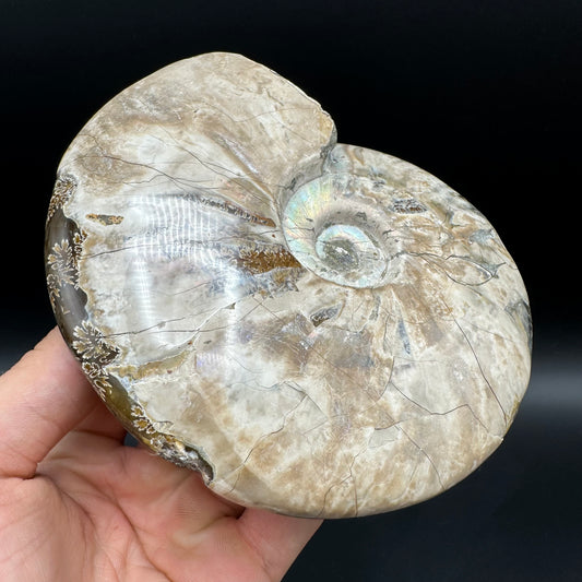 Cleoniceras Ammonite Fossil With Stand - Cretaceous Ammonite Madagascar