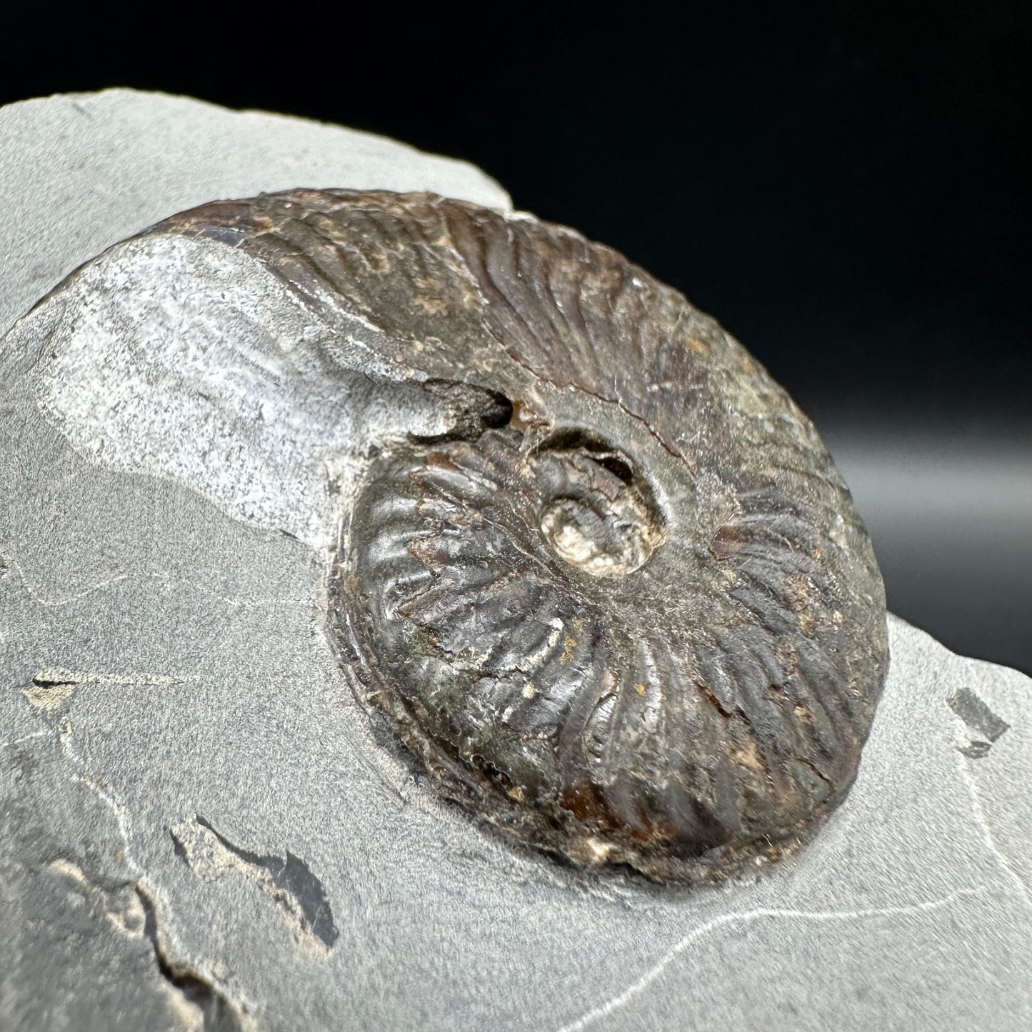 Pseudolioceras lythense Ammonite fossil with box and stand - Whitby, North Yorkshire, Yorkshire Fossils on the Jurassic Coast