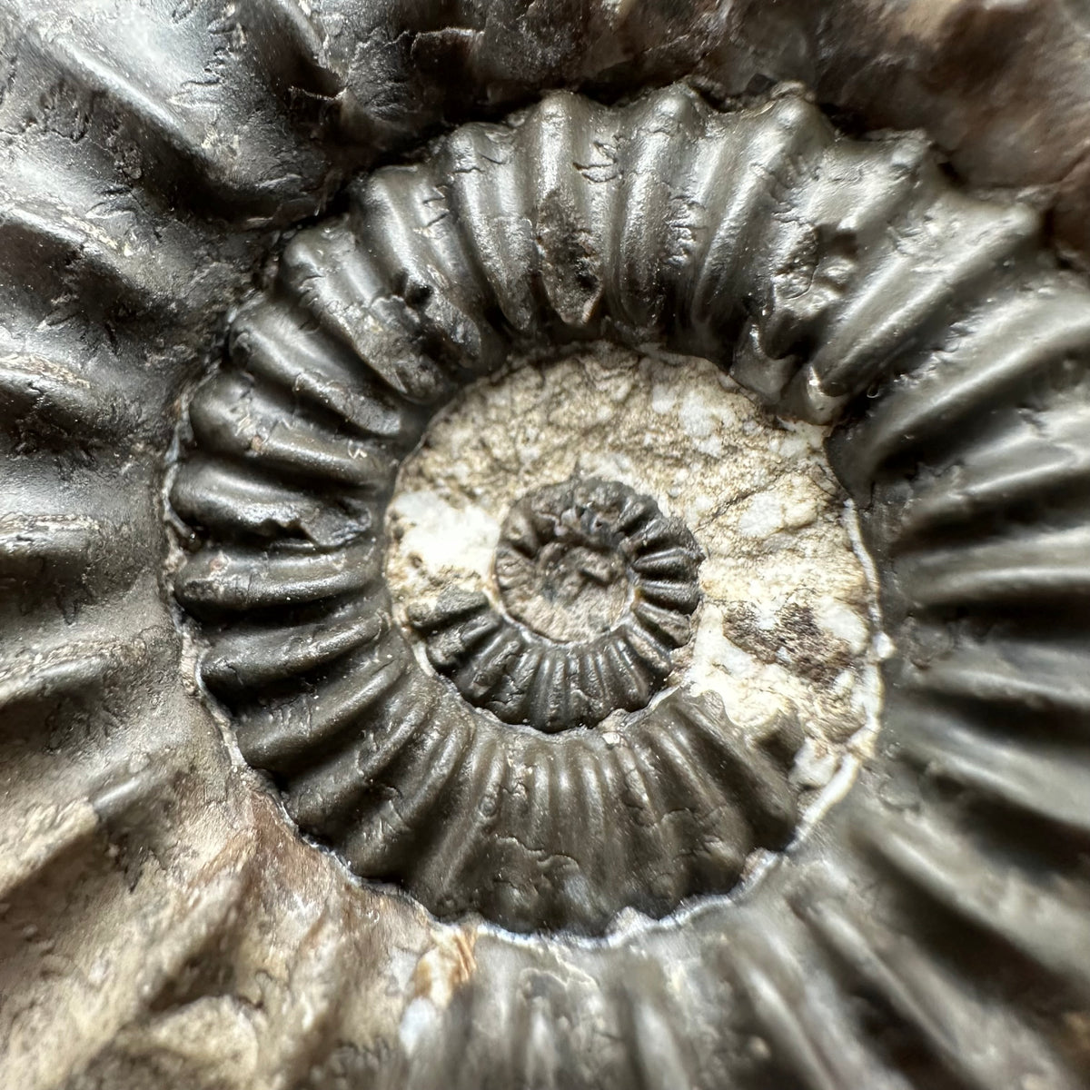 Pleuroceras hawskerense Ammonite fossil with box and stand - Whitby, North Yorkshire Jurassic Coast, Yorkshire fossils