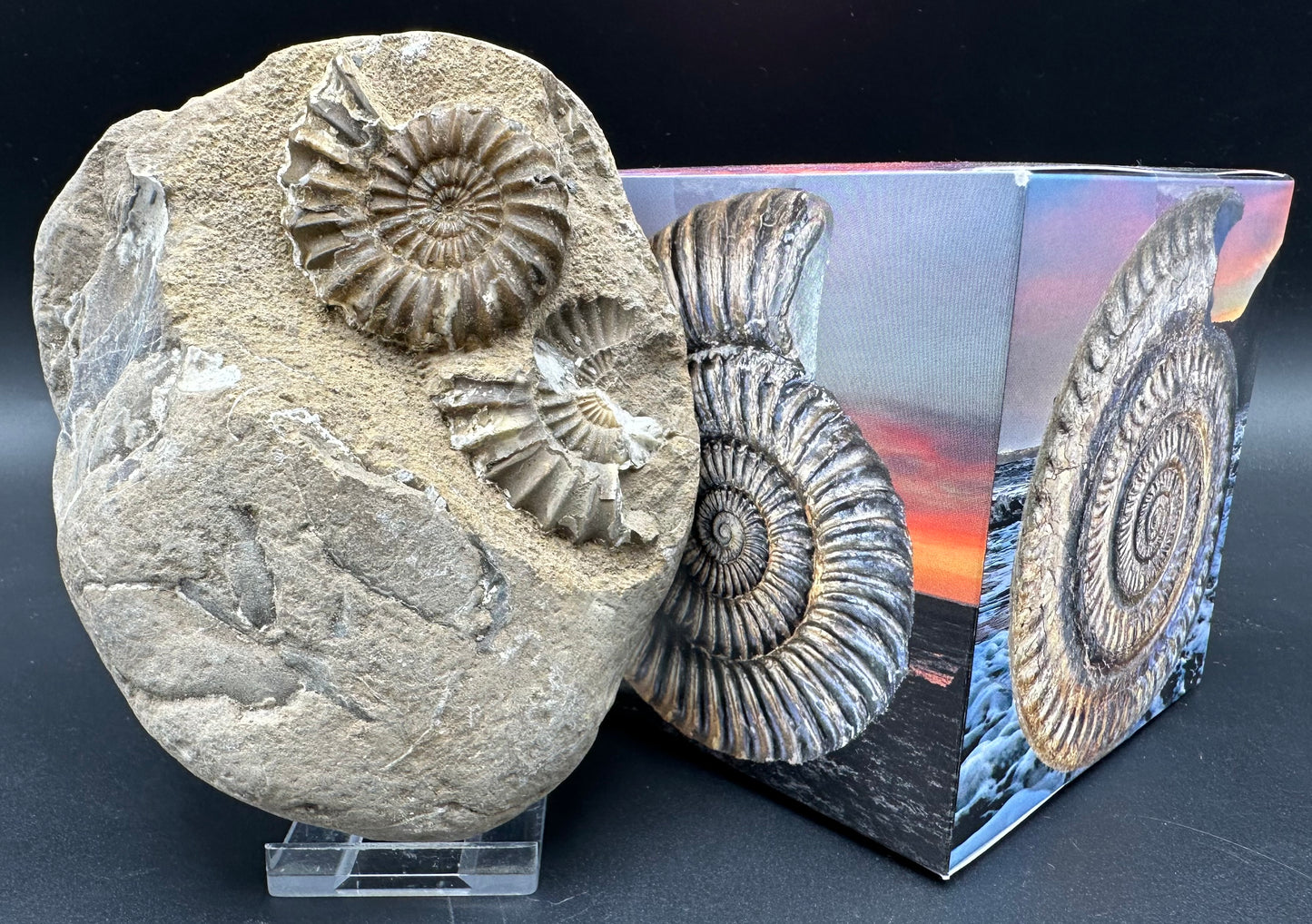 Androgynoceras Capricornus ammonite fossil with box and stand - Whitby, North Yorkshire Jurassic Coast Yorkshire Fossils