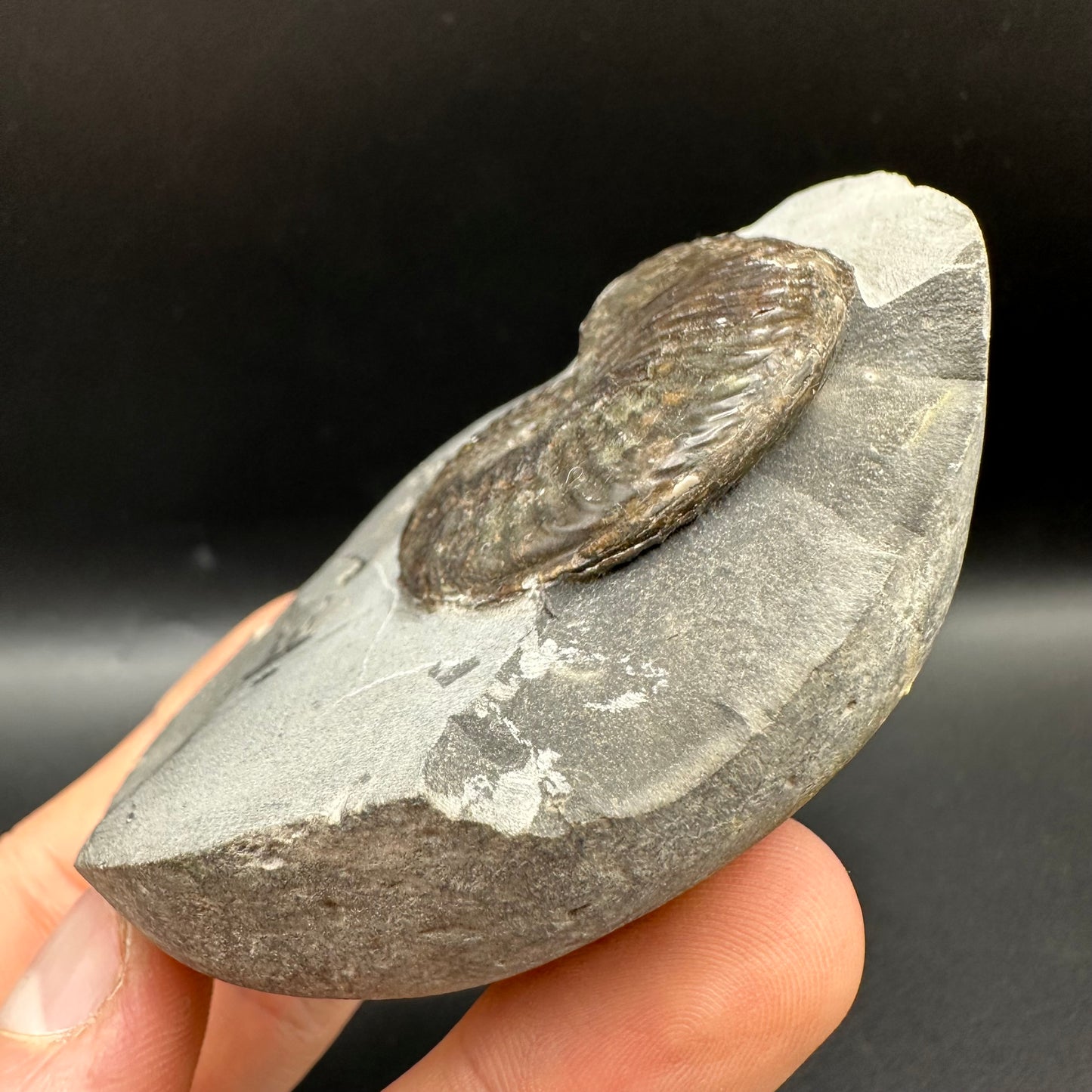 Pseudolioceras lythense Ammonite fossil with box and stand - Whitby, North Yorkshire, Yorkshire Fossils on the Jurassic Coast