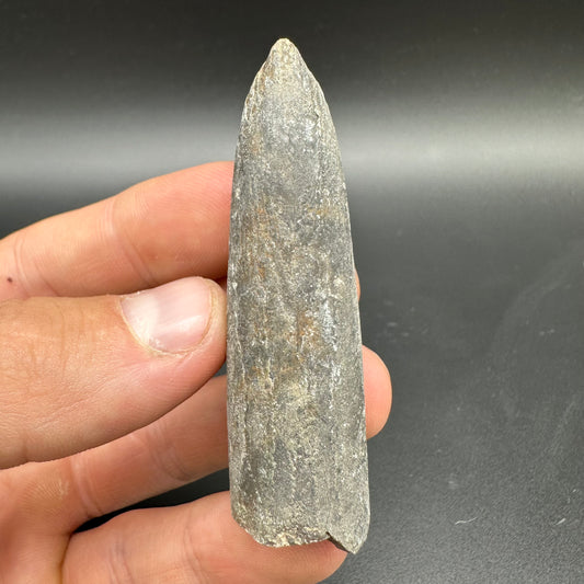 Belemnite (Fossil Squid) shell fossil - Whitby, North Yorkshire Jurassic Coast Yorkshire Fossils