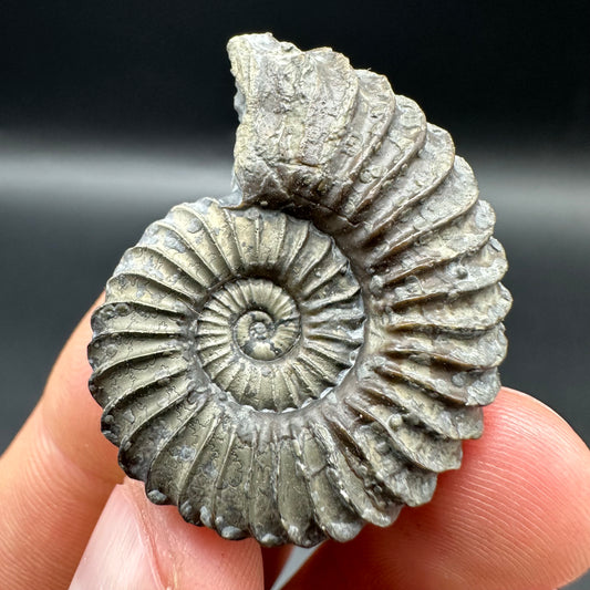 Schlothemia sp. ammonite fossil with tin and stand - Whitby, North Yorkshire Jurassic Coast, Yorkshire fossils