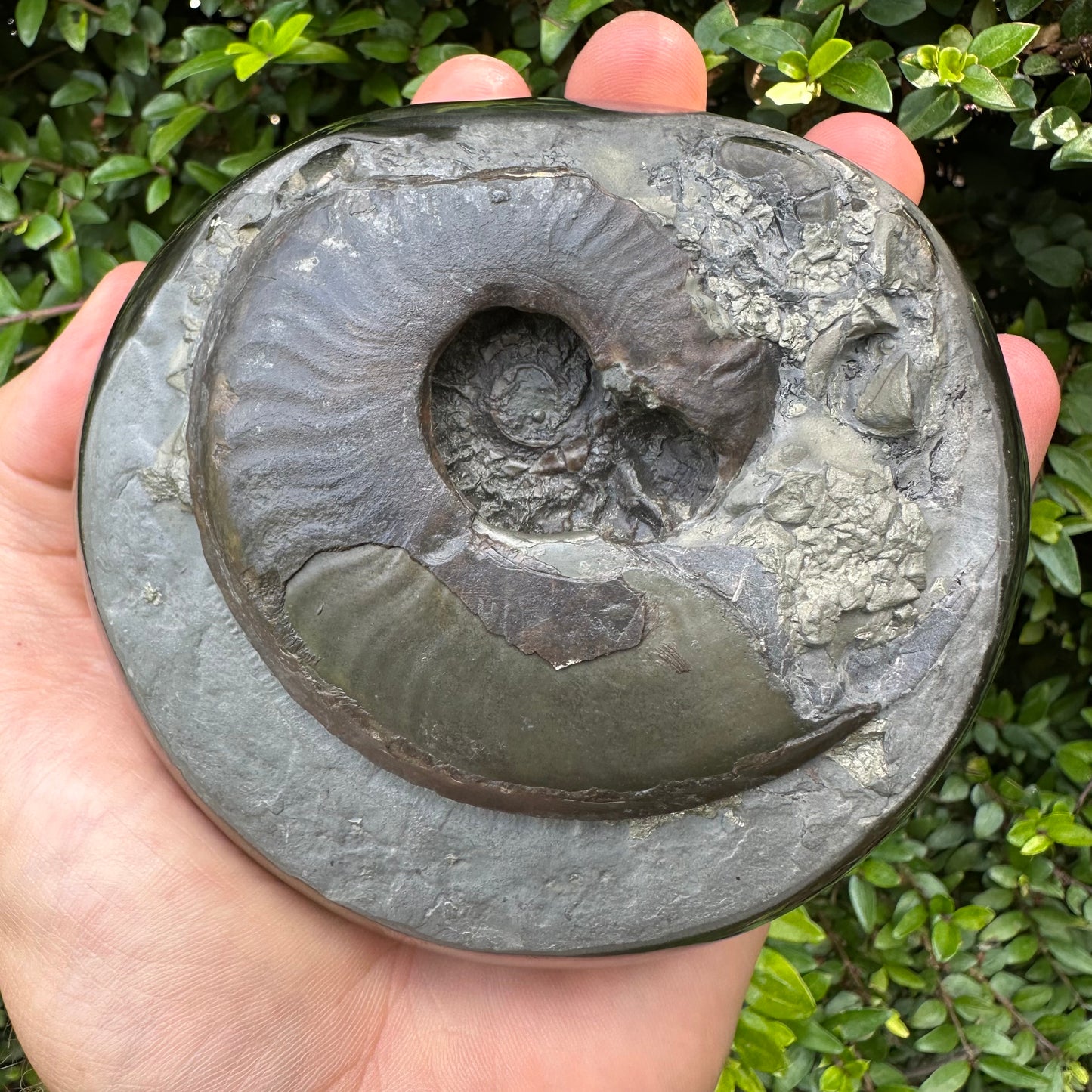 Golden Egg (GENUINE) Ammonite Fossil With Stand - Whitby, North Yorkshire Jurassic Coast Yorkshire Fossils