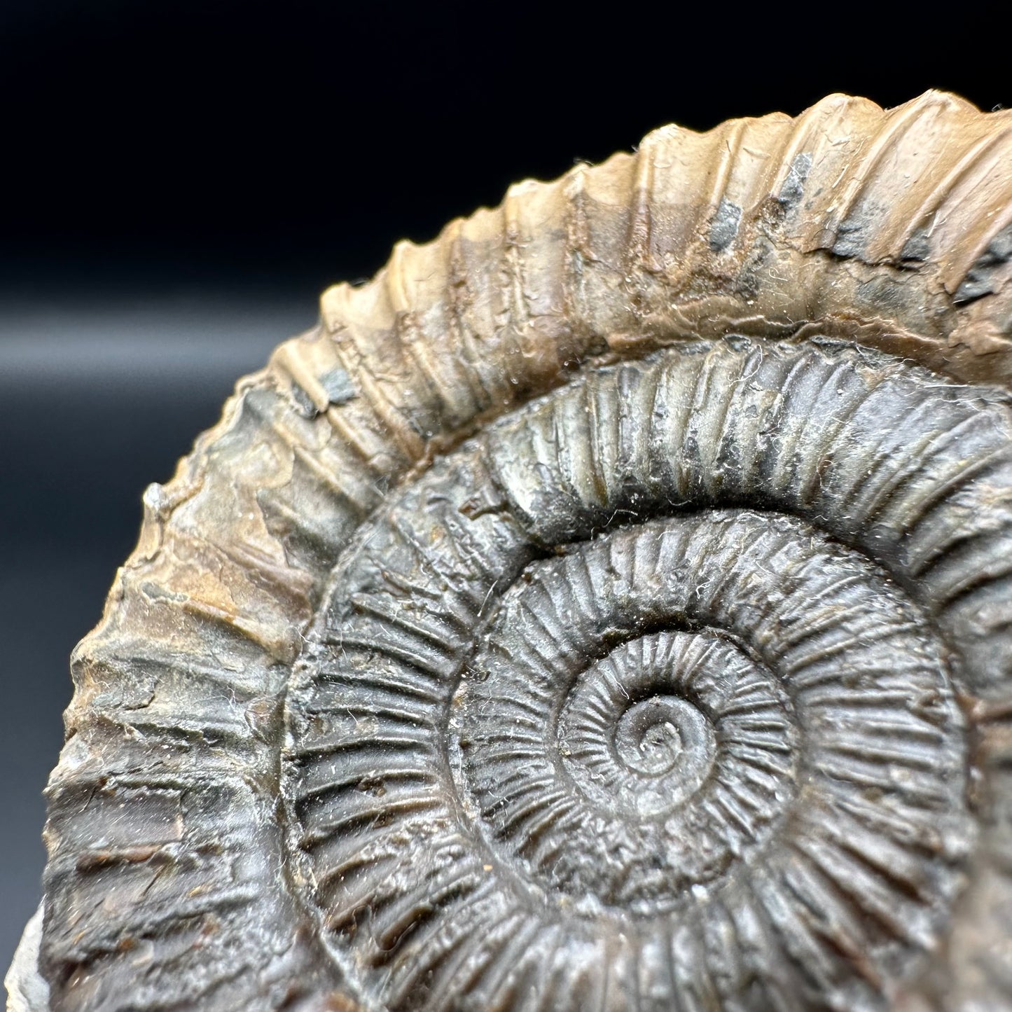 Dactylioceras Ammonite Fossil With Box And Stand - Whitby, North Yorkshire Jurassic Coast Yorkshire Fossils