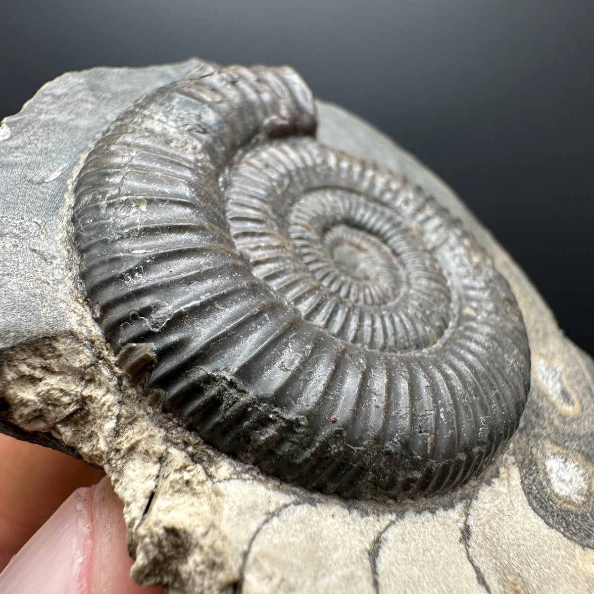 Dactylioceras Ammonite Fossil With box and Stand - Whitby, North Yorkshire Jurassic Coast Yorkshire Fossils