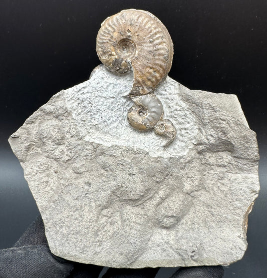 Eleganticeras Elegantulum ammonite fossil with stand - Whitby, North Yorkshire Jurassic Coast, Yorkshire Fossils