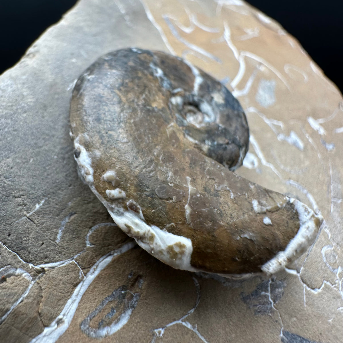 Amaltheus striatus ammonite fossil with box and stand - Whitby, North Yorkshire Jurassic Coast Yorkshire Fossils