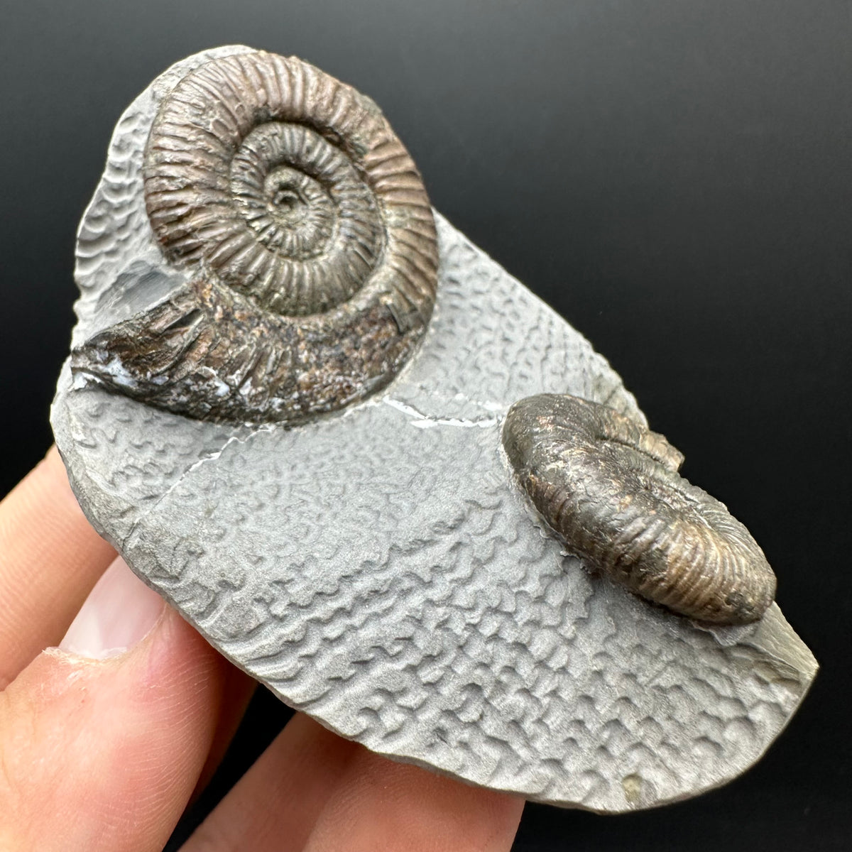 Dactylioceras Ammonite Fossil With Stand - Whitby, North Yorkshire Jurassic Coast Yorkshire Fossils