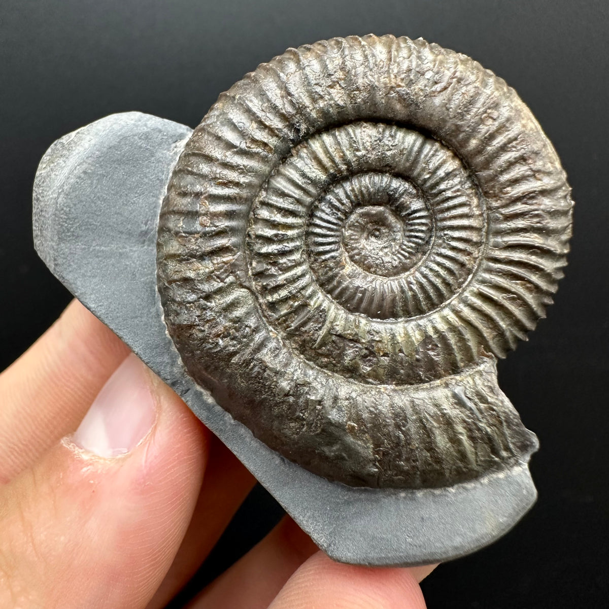 Dactylioceras Ammonite Fossil With Stand - Whitby, North Yorkshire Jurassic Coast Yorkshire Fossils