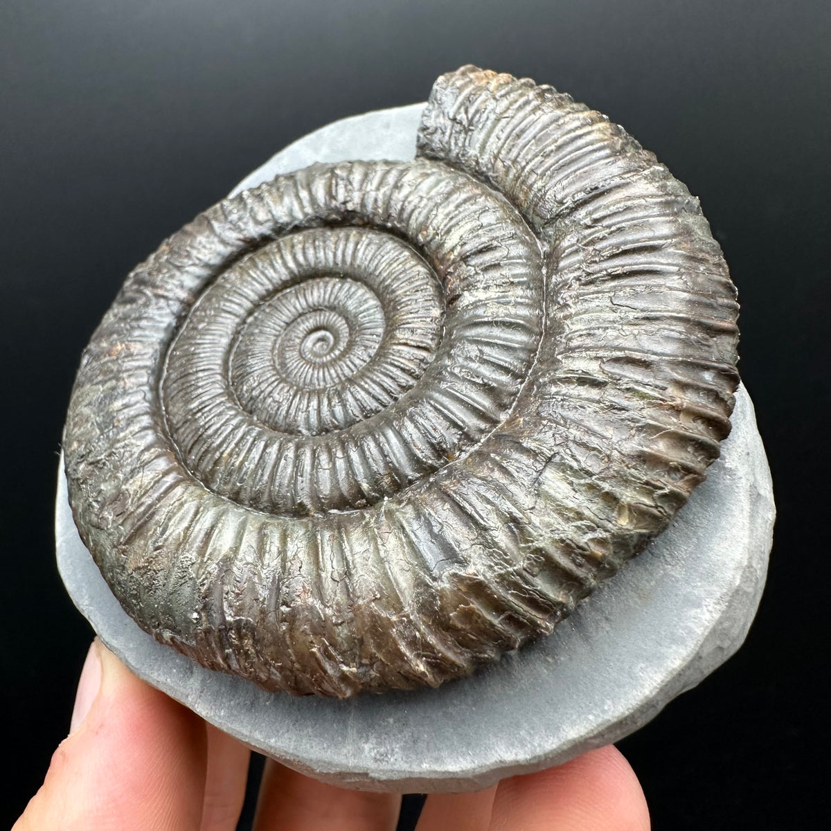 Dactylioceras Ammonite Fossil With box and Stand - Whitby, North Yorkshire Jurassic Coast Yorkshire Fossils