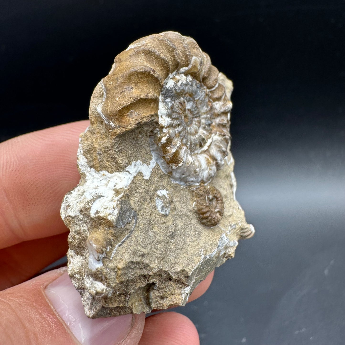 Androgynoceras capricornus Ammonite Fossil With Box And Stand - Whitby, North Yorkshire Jurassic Coast Yorkshire Fossils