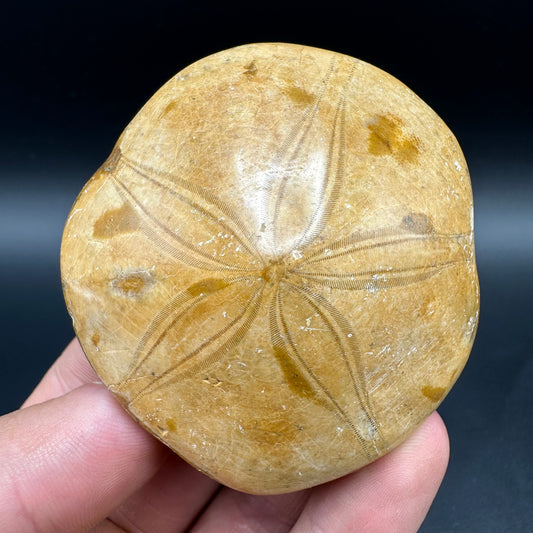 Holectypus Sea Urchin Fossil With Box And Stand - Middle Jurassic Madagascar