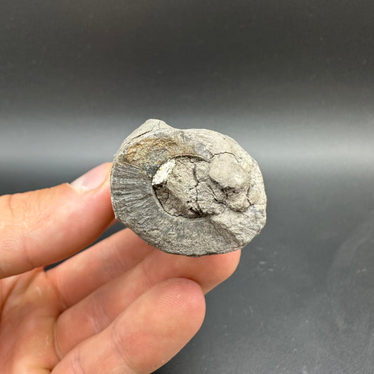 Belemnite (Fossil Squid) shell fossil with box and stand - Whitby, North Yorkshire Jurassic Coast Yorkshire Fossils
