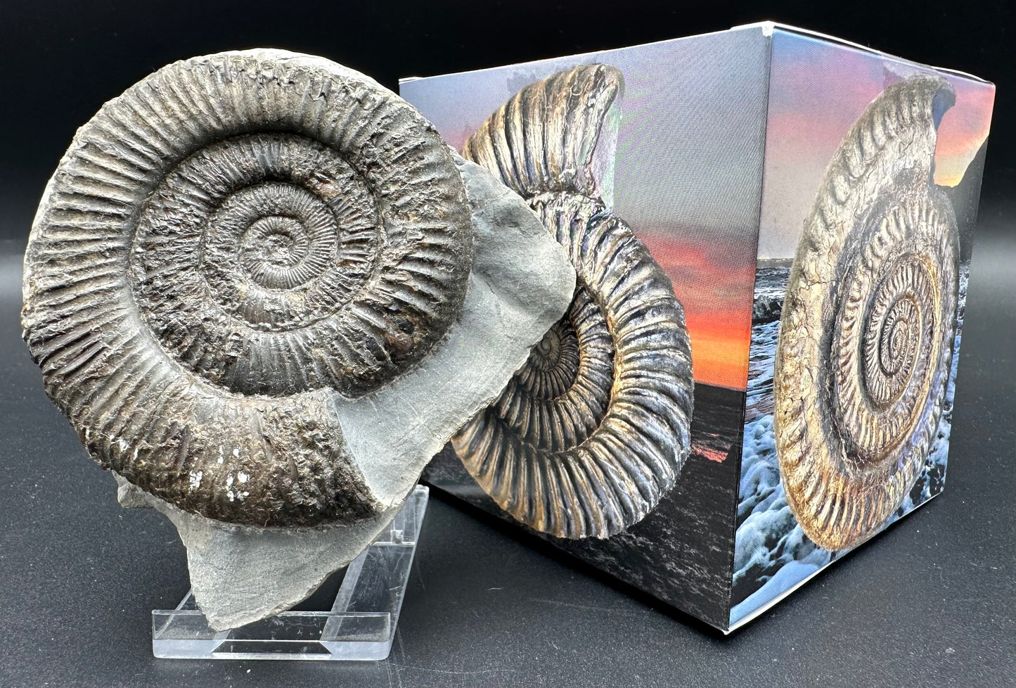 Dactylioceras Ammonite Fossil With Box And Stand - Whitby, North Yorkshire Jurassic Coast Yorkshire Fossils