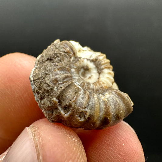 Androgynoceras capricornus Ammonite Fossil With Stand - Whitby, North Yorkshire Jurassic Coast Yorkshire Fossils