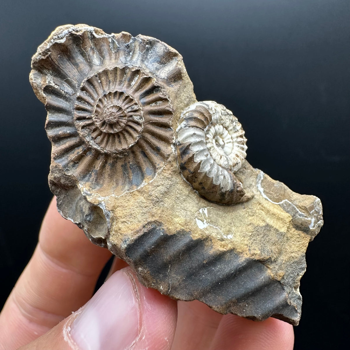 Androgynoceras capricornus Ammonite Fossil With Stand - Whitby, North Yorkshire Jurassic Coast Yorkshire Fossils