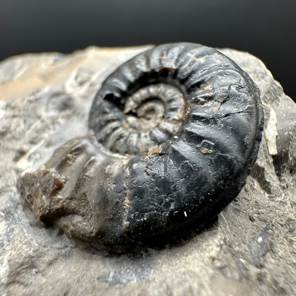 Amaltheus subnodosus Ammonite fossil with stand - Whitby, North Yorkshire Jurassic Coast Yorkshire Fossils