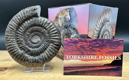Dactylioceras Ammonite Fossil With box and Stand - Whitby, North Yorkshire Jurassic Coast Yorkshire Fossils