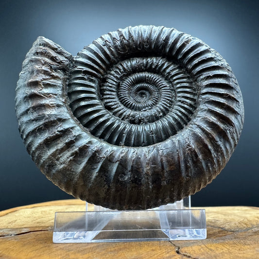 Dactylioceras Ammonite Fossil With box and Stand - Whitby, North Yorkshire Jurassic Coast Yorkshire Fossils