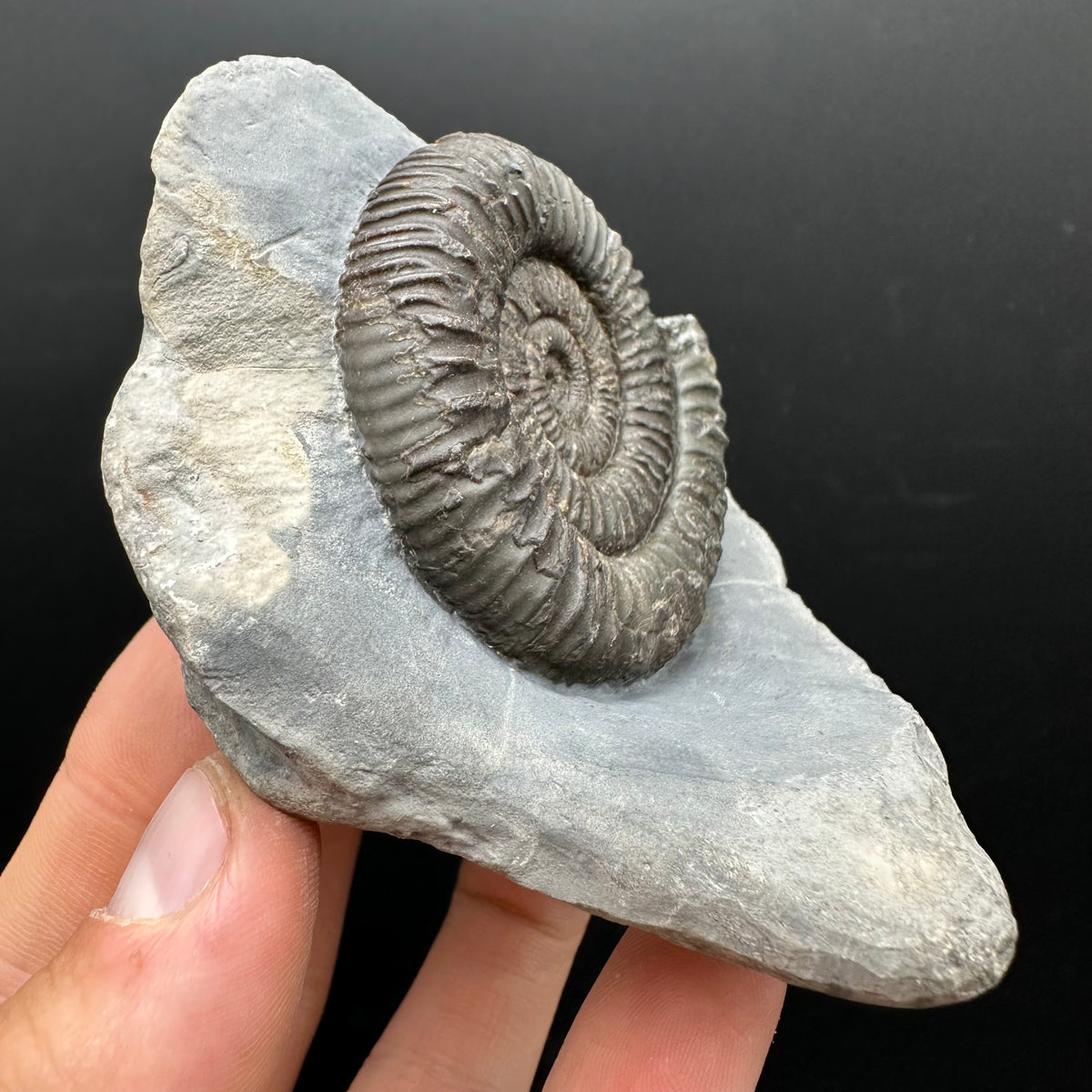 Dactylioceras Ammonite Fossil With box and Stand - Whitby, North Yorkshire Jurassic Coast Yorkshire Fossils
