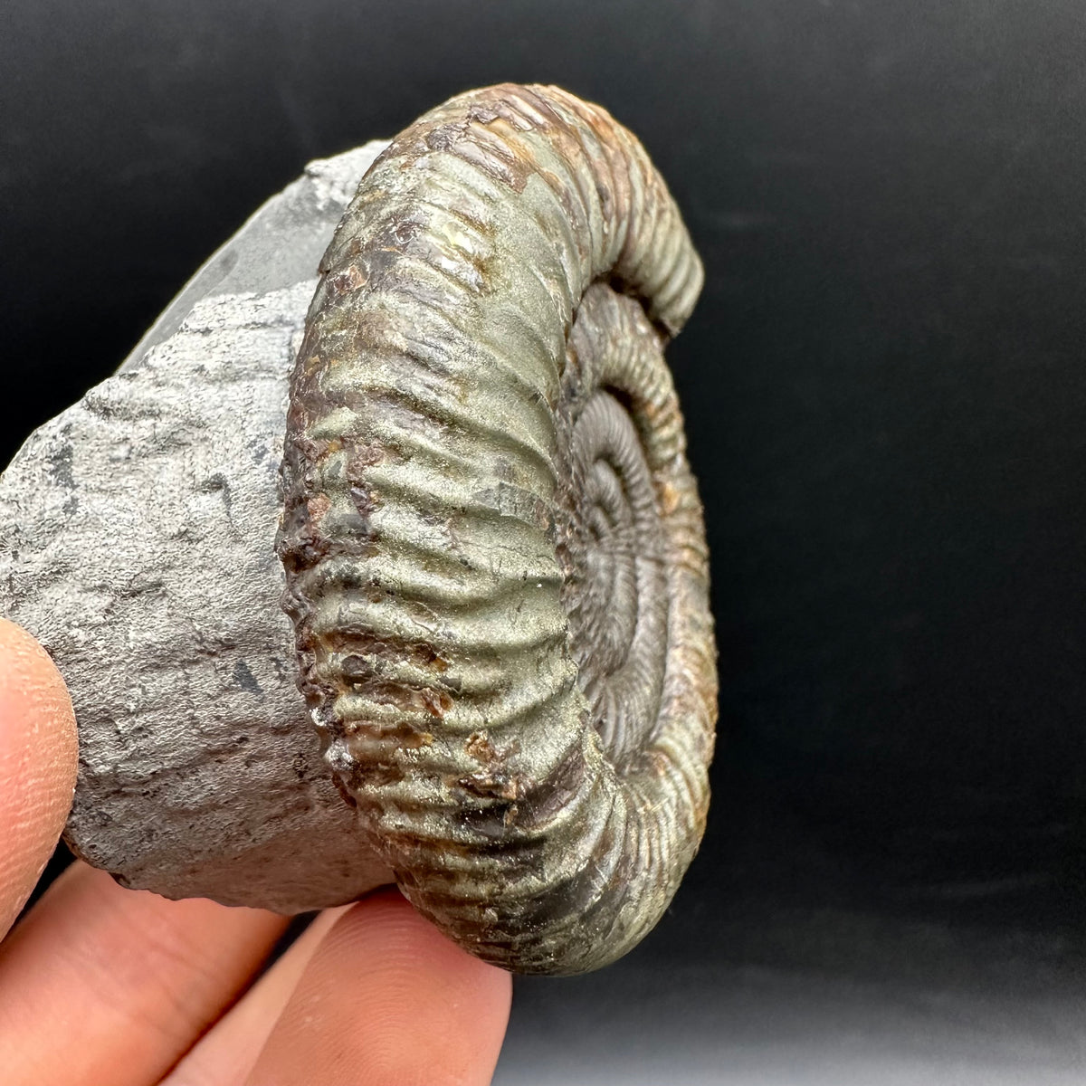 Dactylioceras Ammonite Fossil With box and Stand - Whitby, North Yorkshire Jurassic Coast Yorkshire Fossils