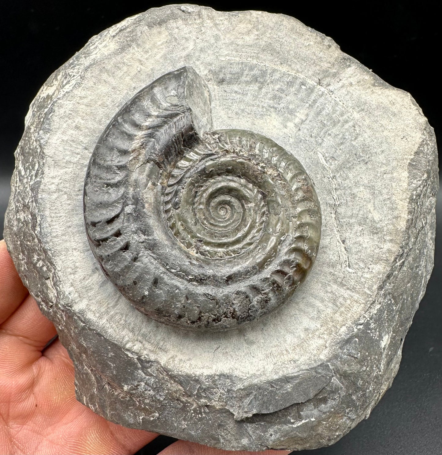 Hildoceras Bifrons Ammonite fossil with box and stand - Whitby, North Yorkshire Jurassic Coast, Yorkshire Fossils from the Jurassic Coast