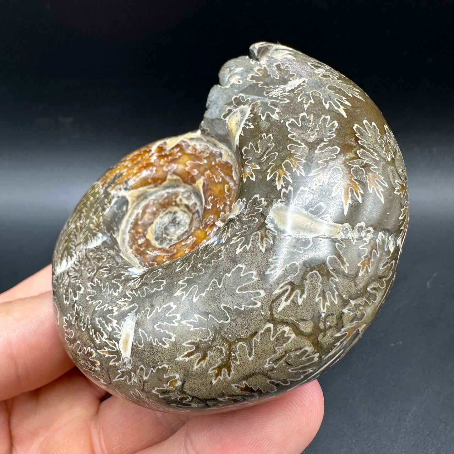 Puzosia Ammonite Fossil With Box And Stand - Cretaceous Ammonite Madagascar