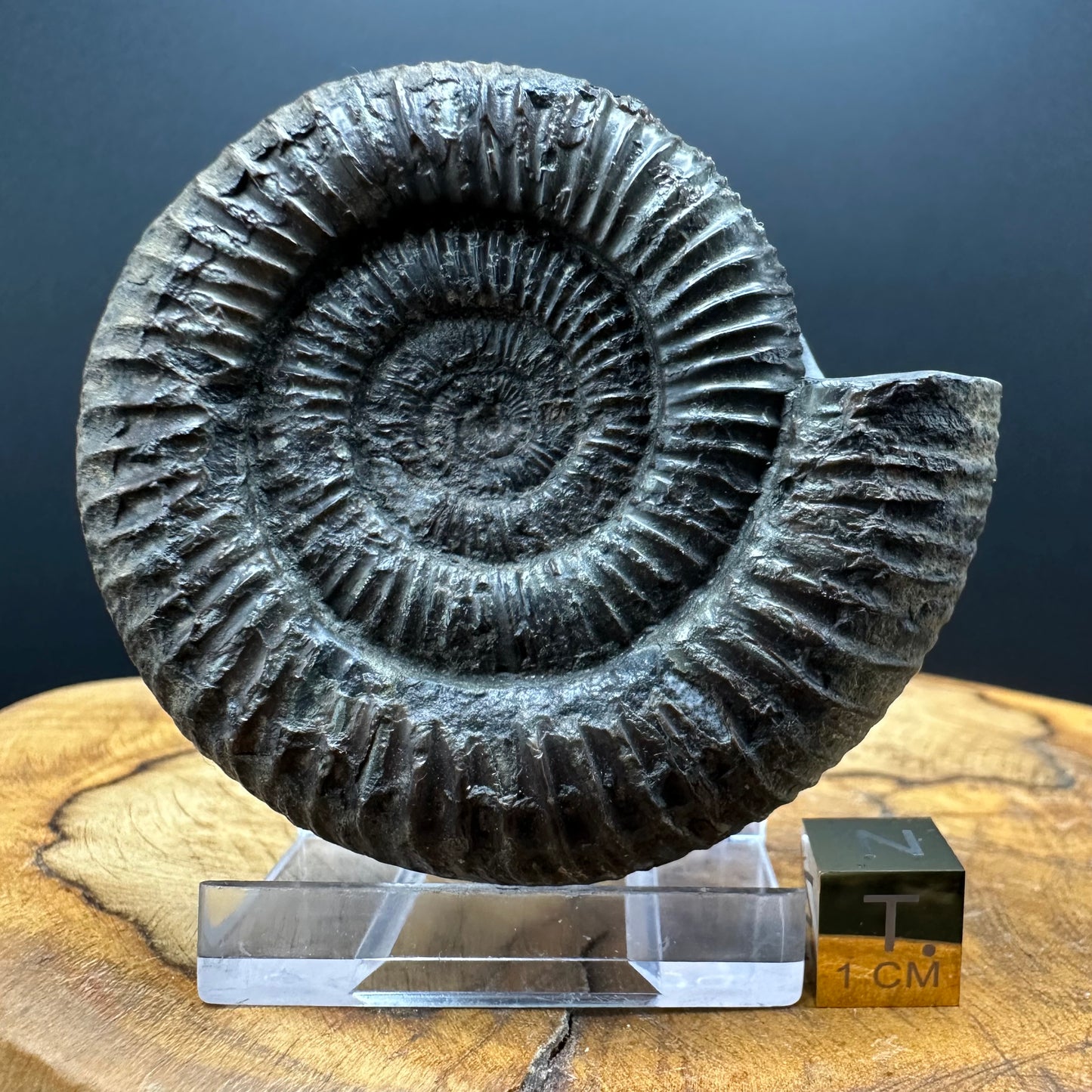 Dactylioceras Ammonite Fossil With box and Stand - Whitby, North Yorkshire Jurassic Coast Yorkshire Fossils