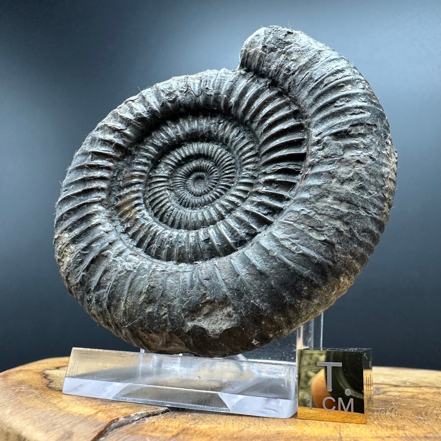 Dactylioceras Ammonite Fossil With box and Stand - Whitby, North Yorkshire Jurassic Coast Yorkshire Fossils