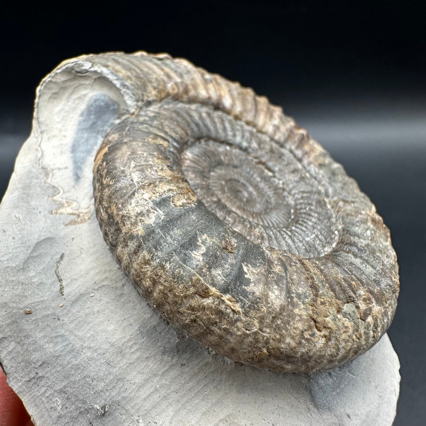 Dactylioceras Ammonite Fossil With Box And Stand - Whitby, North Yorkshire Jurassic Coast Yorkshire Fossils