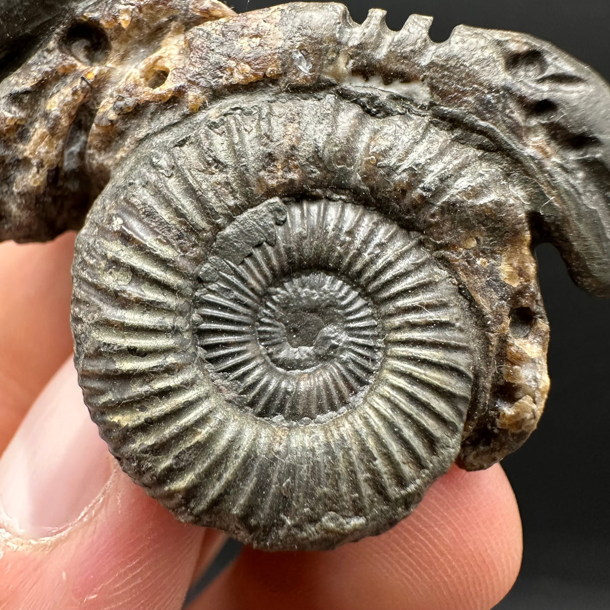 Hydra Snakestone Ammonite Fossil With Bag/Box And Stand - Whitby, North Yorkshire Jurassic Coast Yorkshire Fossils