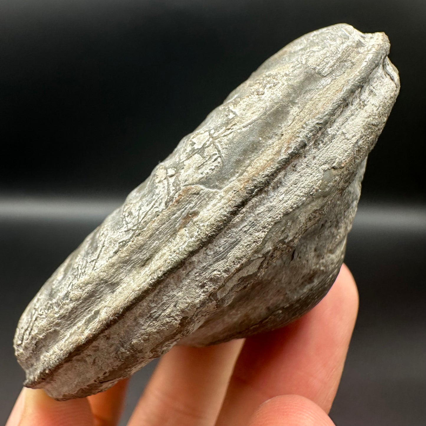 Hildoceras lusitanicum ammonite fossil - Whitby, North Yorkshire, Jurassic Coast, Yorkshire Fossils