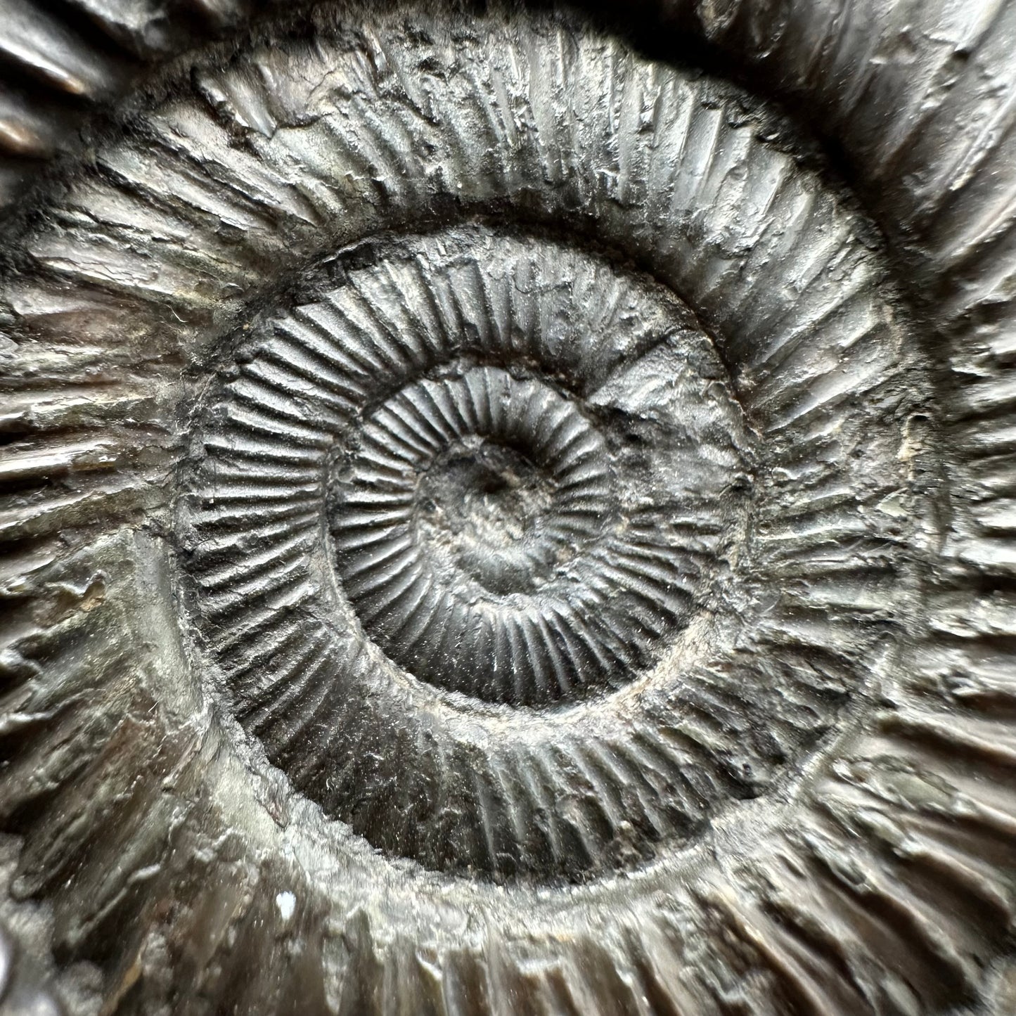 Dactylioceras Ammonite Fossil With box and Stand - Whitby, North Yorkshire Jurassic Coast Yorkshire Fossils