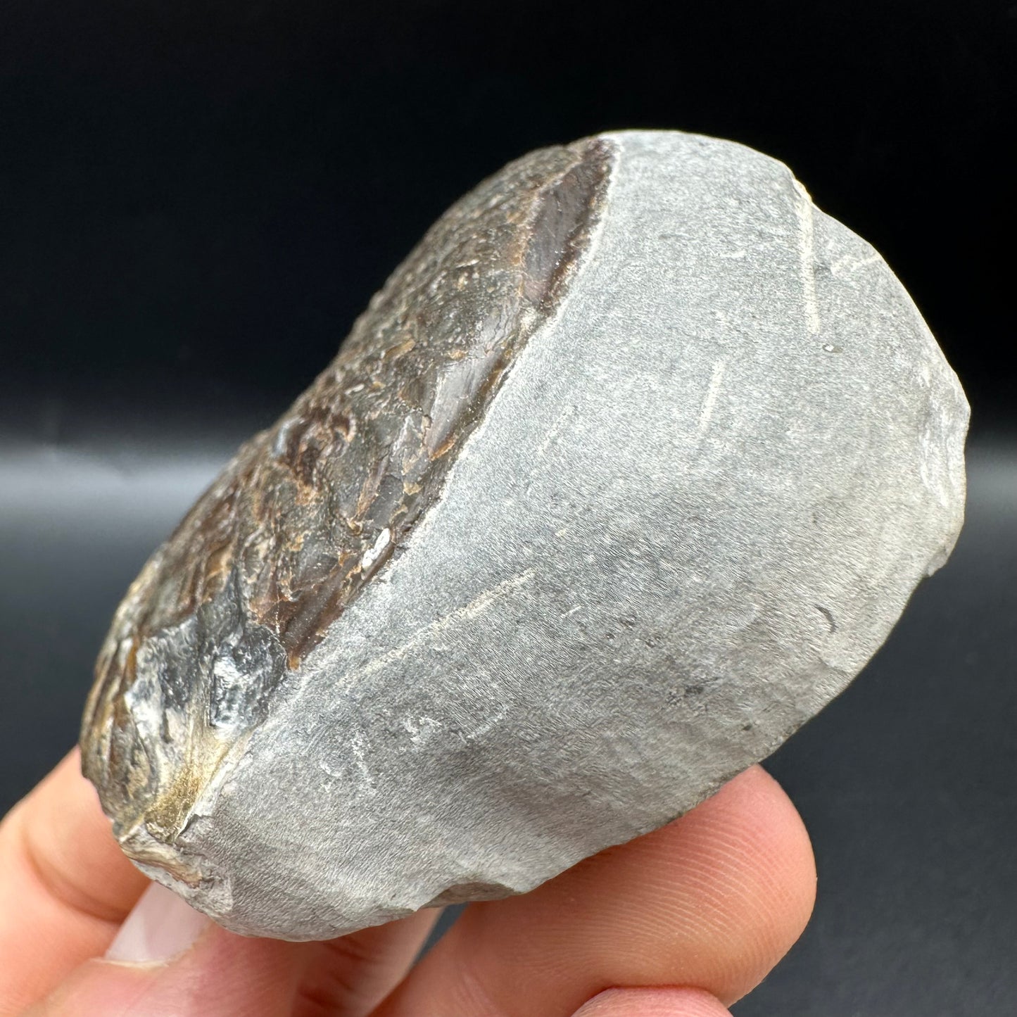 Pseudolioceras lythense Ammonite fossil with box and stand - Whitby, North Yorkshire, Yorkshire Fossils on the Jurassic Coast