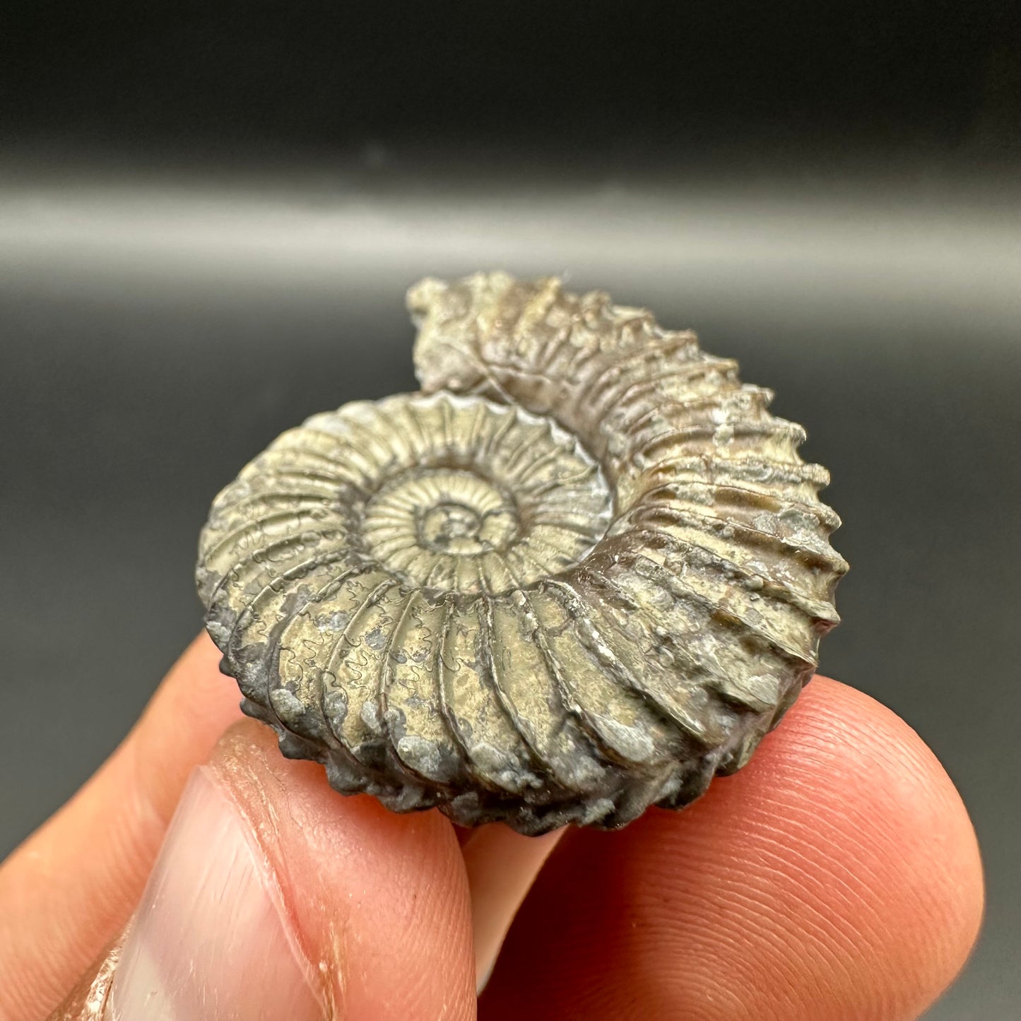 Schlothemia sp. ammonite fossil with tin and stand - Whitby, North Yorkshire Jurassic Coast, Yorkshire fossils