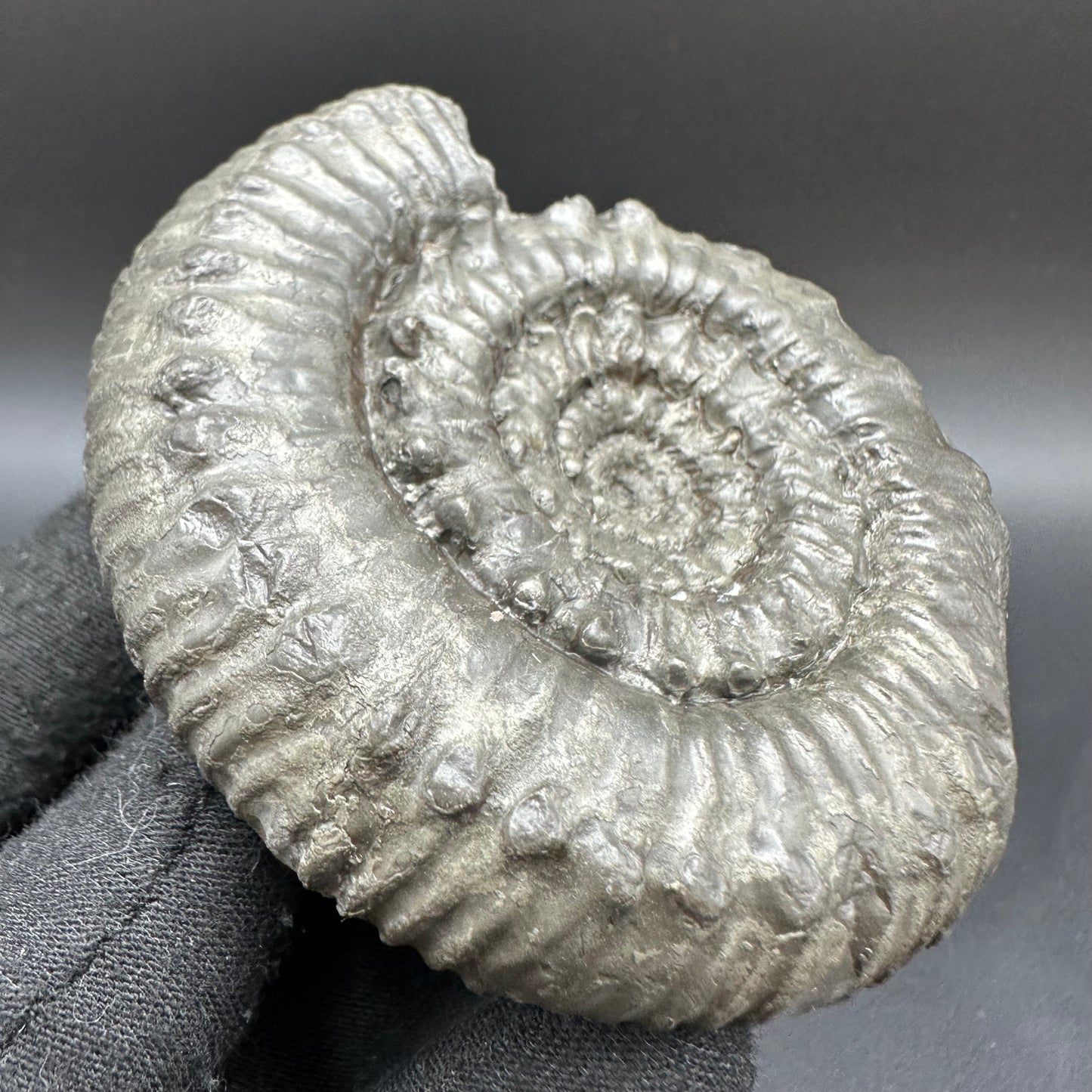 Peronoceras Sp. Ammonite fossil with box and stand - Whitby, North Yorkshire Jurassic Coast Yorkshire Fossils
