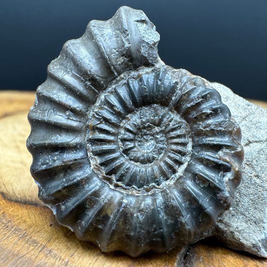 Androgynoceras capricornus Ammonite Fossil With Box And Stand - Whitby, North Yorkshire Jurassic Coast Yorkshire Fossils