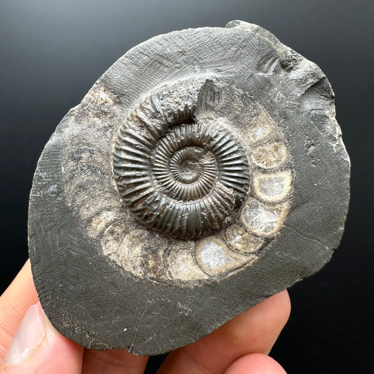 Dactylioceras Ammonite Fossil With box and Stand - Whitby, North Yorkshire Jurassic Coast Yorkshire Fossils