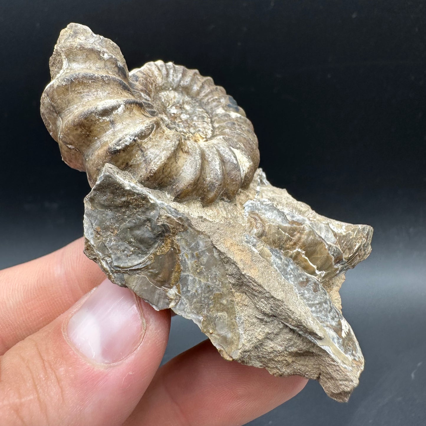 Androgynoceras capricornus Ammonite Fossil With Box And Stand - Whitby, North Yorkshire Jurassic Coast Yorkshire Fossils